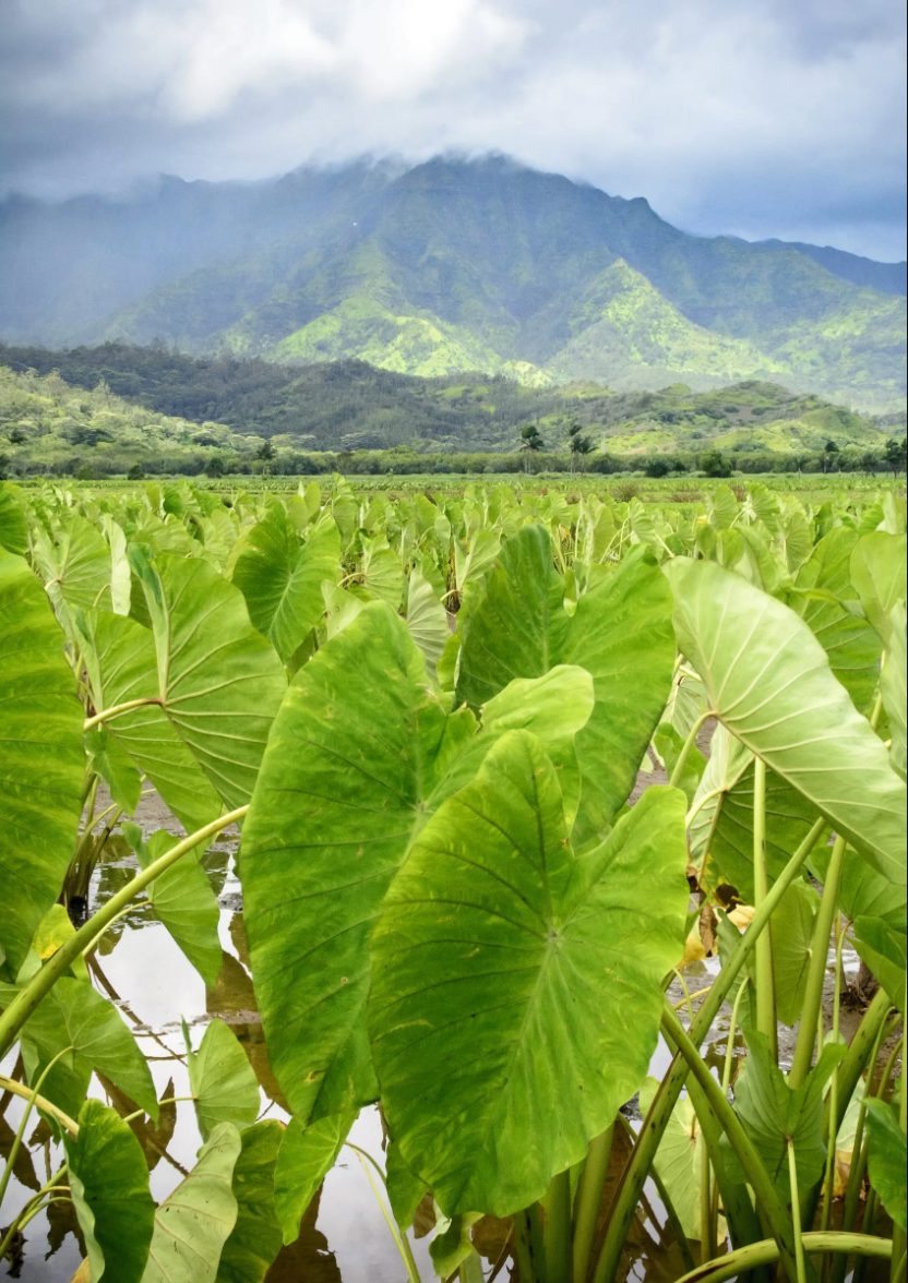 Hawaii Kulolo Kokoleka-10