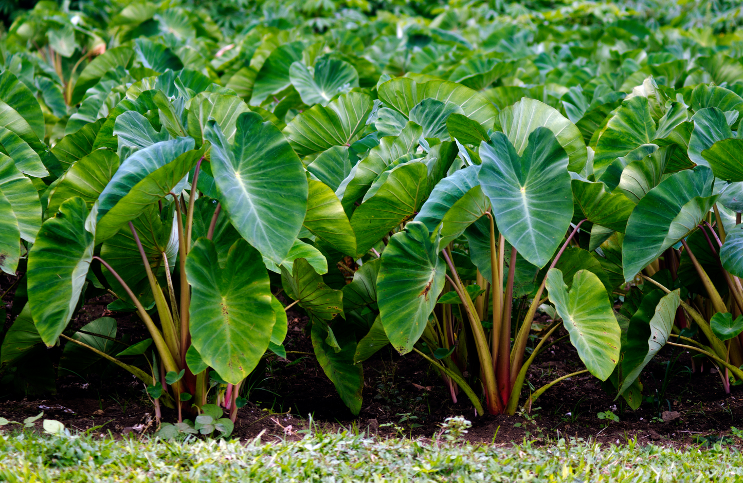 Hawaii Kulolo Kokoleka-6