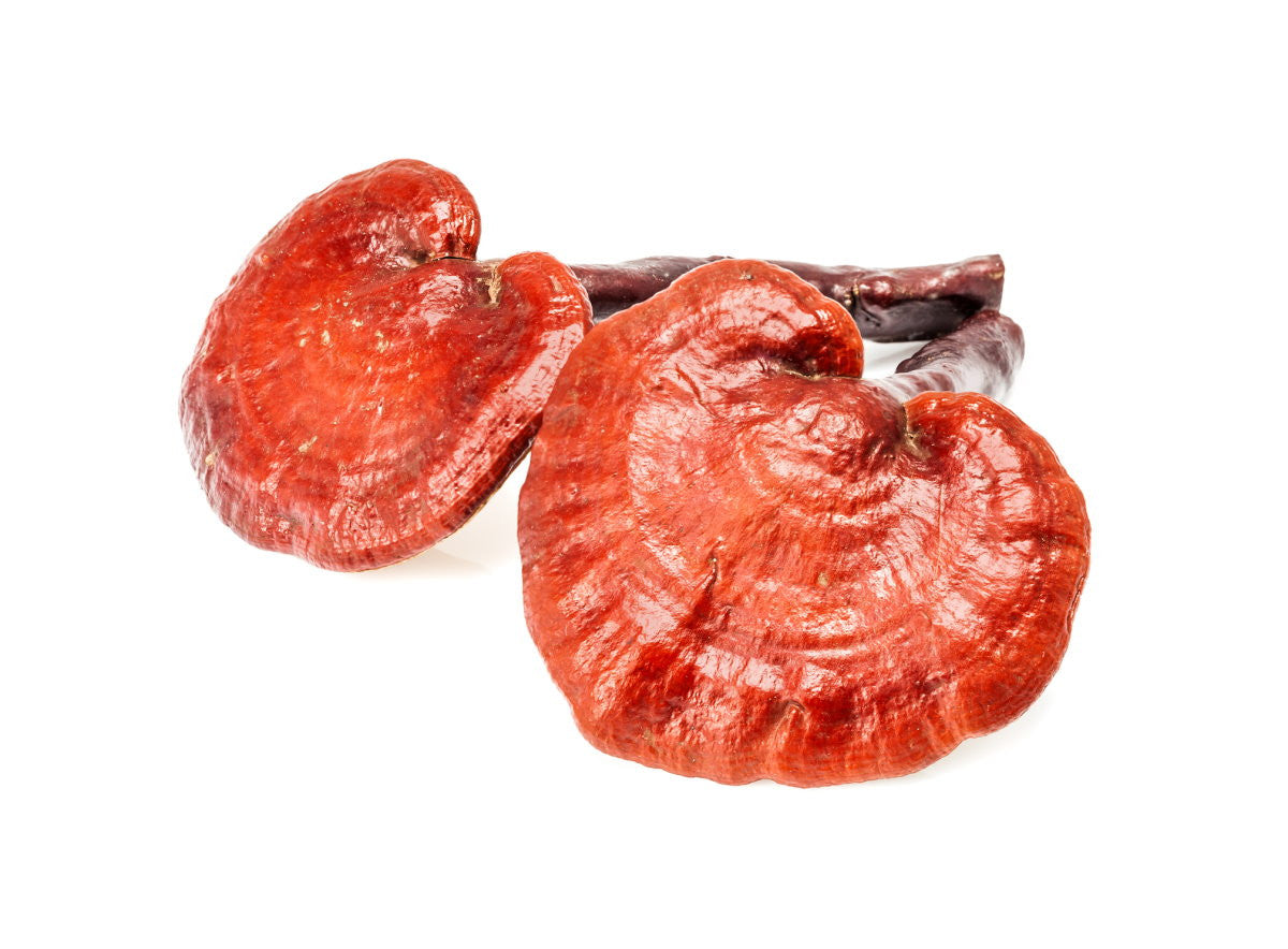Wholesale Hawaiian Cinnamon Cacao Tea w/ Reishi (bulk)-3