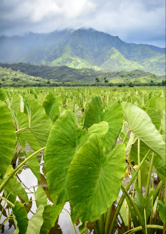 Hawaii Kulolo Kokoleka-10
